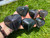Rainbow Obsidian Heart - Polished Stone