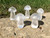 Clear Quartz Mushroom - Polished Crystal Sculpture