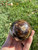Chocolate Calcite Sphere - Polished Crystal - 4