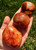Carnelian Palm Stone - Polished Stone