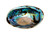 Abalone Shell 
