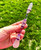 Unconditional Love Wand - Medium