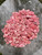 Rhodochrosite Tumbled Stone - Grade AA from Argentina 