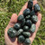 Seraphinite Tumbled Stone