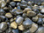 Sheen Obsidian Tumbled Stone Gold - Polished Sheen Obsidian Gold Crystal