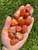 Banded Carnelian Tumbled Stone - Polished Carnelian Crystal