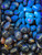 Indonesian Blue Amber Tumbled Stone (UV reactive - Blue Fluorescence) 
