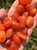 Carnelian Tumbled Stone - Polished Natural Carnelian Crystal