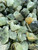 Raw Prehnite Stone with Epidote Inclusions