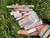 Raw Selenite Slivers and Chips (1 lb. Bag) 