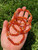 Carnelian Elastic Bracelet - 6mm and 8mm Beads
