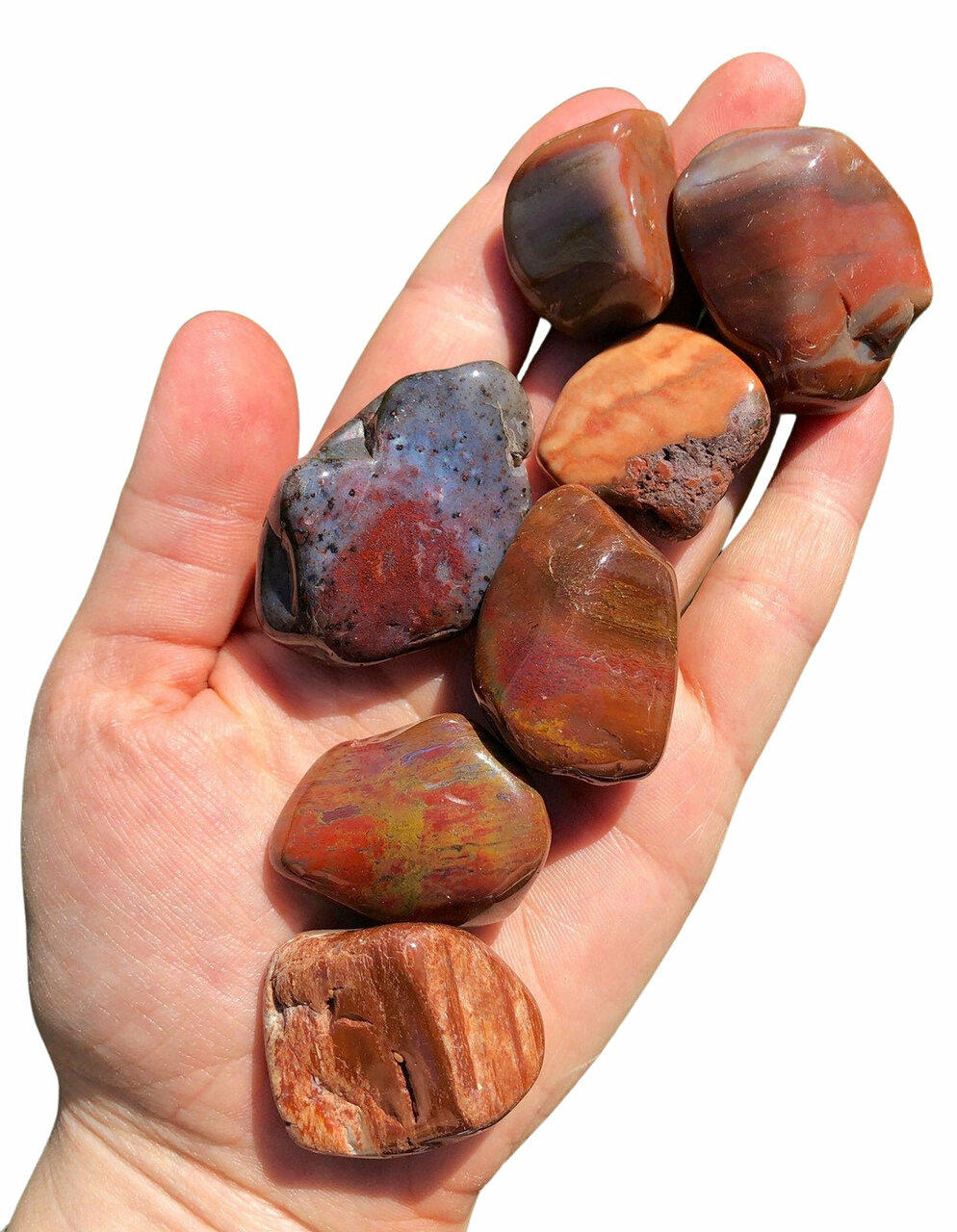 Petrified Wood Meaning Crystal Vaults Clearance Cheapest factoryeye