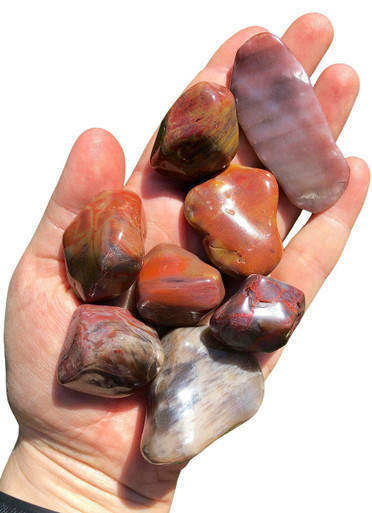 Petrified Wood Tumbled Stone