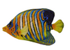 New Decorative Pillow Shell Royal Angelfish Shaped Unstuffed 21 x 32 inches