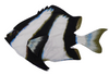 New Decorative Pillow Shell 3 Stripe Damselfish Shaped Unstuffed 24 x 36 inches
