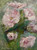 Soft, expressive blush florals bloom across a painterly green backdrop in this romantic canvas print by Shakia Harris. With loose brushwork, layered texture, and a dreamy color palette of pinks, sage, and ivory, this piece brings warmth and movement to any space. Perfect for creating a serene, elevated atmosphere in living rooms, bedrooms, or cozy reading corners, this floral artwork pairs beautifully with neutral decor, natural wood tones, and modern organic interiors.