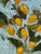 A vibrant lemon tree, tender and determined, rises from a modest vase, its deep green leaves contrasting with the striking yellow of the lemons, each one alive with the freshness of the earth. The tree stands as a symbol of resilience, rooted in the here and now, unburdened by the weight of time.

The background, a soft and fluid gradient of blues, evokes a serene yet expansive sky, suggesting infinite possibilities while keeping the viewer grounded in the immediacy of the moment. The blues create a sense of calmness and clarity, as if the very air around the tree is filled with peaceful stillness.

The contrast between the crisp, almost tangible texture of the lemons and the dreamlike background reinforces the painting’s message: the future is uncertain, but the present—the now—is all we truly control. The play of light across the lemons and leaves, highlighted by delicate and textured brushstrokes, further suggests a quiet celebration of the present's beauty.

This painting reminds us that in the simple, fleeting moments of daily life, there is profound peace. It asks us to stop, breathe, and savor the fruits of today, not burdened by the thoughts of what lies ahead.