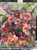 textured floral oil painting, small floral artwork, romantic flower painting, impressionist floral art, moody floral painting, expressive flower artwork, contemporary floral painting, blush pink floral art, garden inspired artwork, cottagecore wall art, modern impressionist painting, painterly floral canvas, floral still life painting, layered texture artwork, abstract floral oil painting, berry toned artwork, organic modern wall decor, feminine floral artwork, collected home aesthetic, heirloom style artwork, contemporary southern artist, Shakia Harris art, floral gallery wall art, sage green floral painting, luxury small artwork