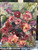 textured floral oil painting, small floral artwork, romantic flower painting, impressionist floral art, moody floral painting, expressive flower artwork, contemporary floral painting, blush pink floral art, garden inspired artwork, cottagecore wall art, modern impressionist painting, painterly floral canvas, floral still life painting, layered texture artwork, abstract floral oil painting, berry toned artwork, organic modern wall decor, feminine floral artwork, collected home aesthetic, heirloom style artwork, contemporary southern artist, Shakia Harris art, floral gallery wall art, sage green floral painting, luxury small artwork