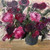 A Sweet Gentle Sway by Shakia Harris, original 12x12 oil painting featuring expressive pink, magenta, plum, and blush flowers in a dark gray vase. Textured impressionist floral artwork with palette knife brushwork, romantic garden-inspired bouquet, and soft neutral background. Perfect for cottage, traditional, and organic modern home decor.