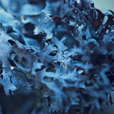 blue algae