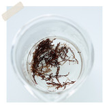 Dark brown seaweed floating in clear water in a glass container, viewed from above