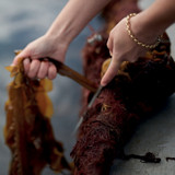 Woman harvesting algae