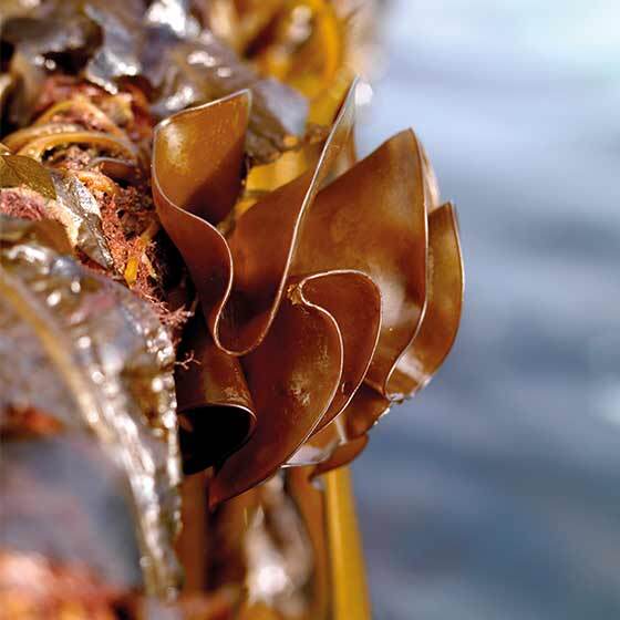 brown algae in the ocean