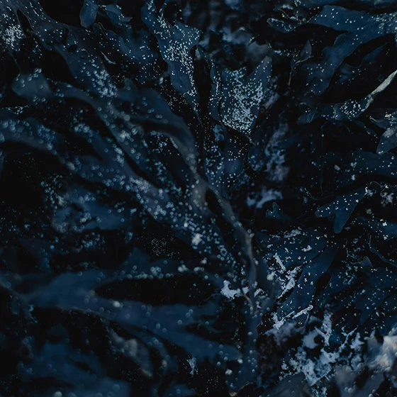 blue algae 