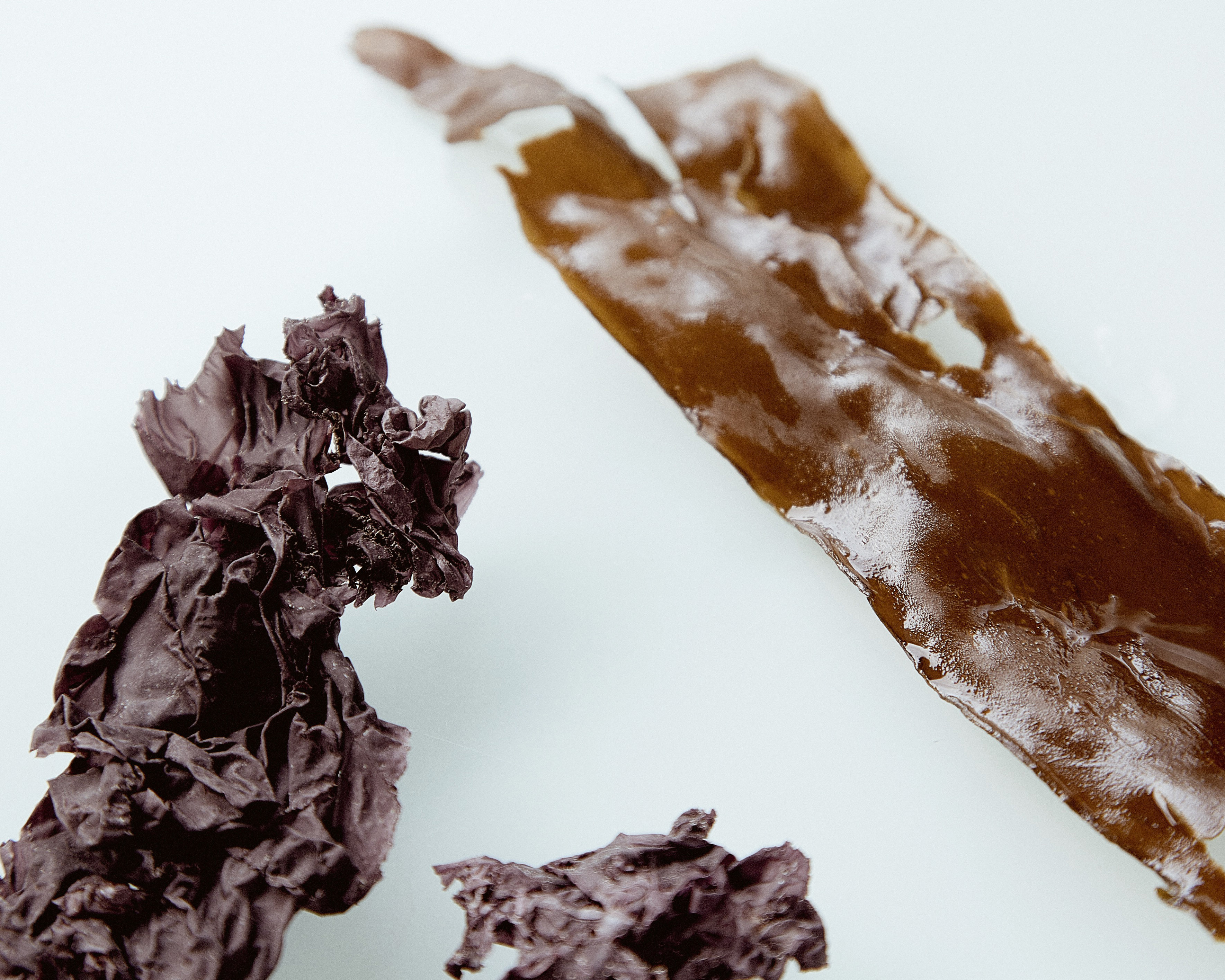 Algae