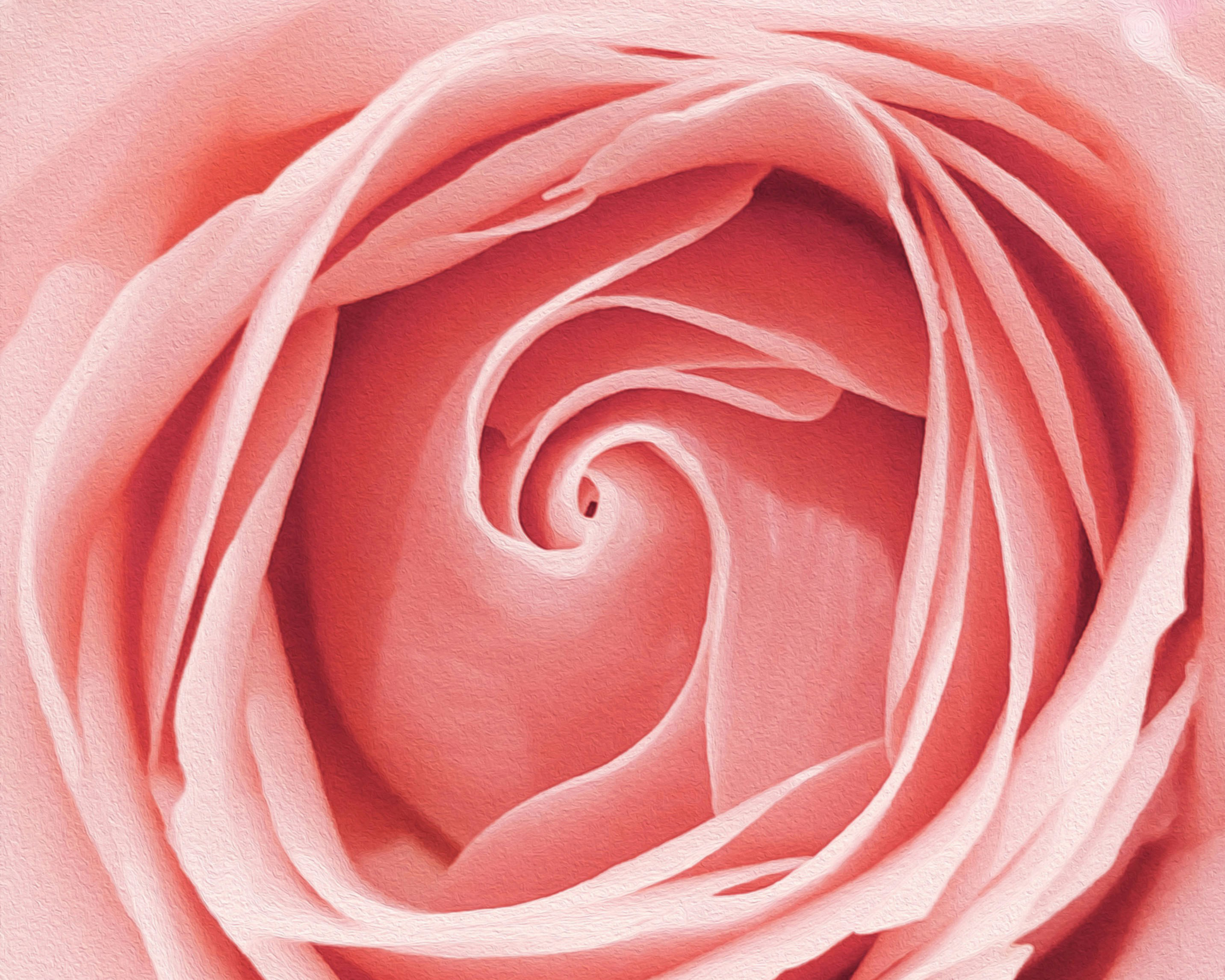 Rose petals