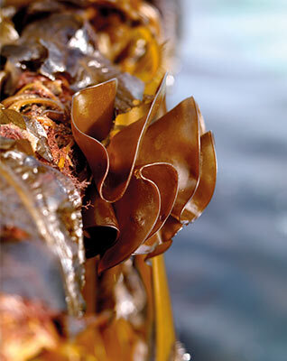 brown algae in the ocean
