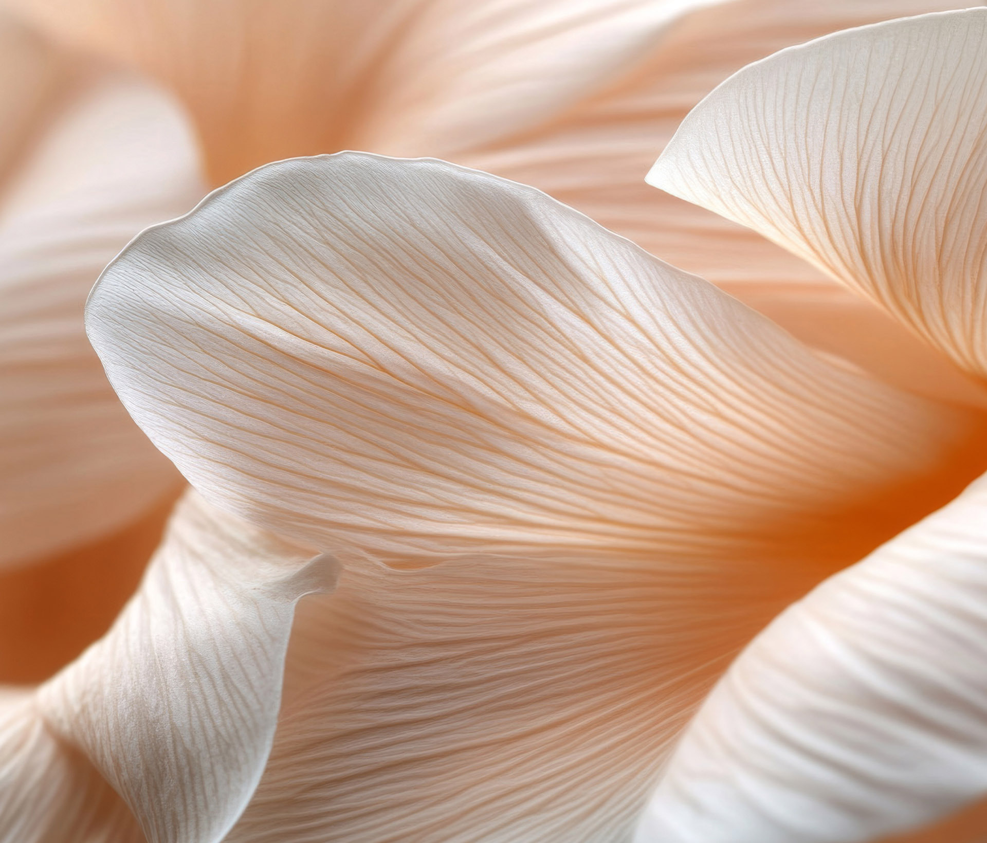 closeup of rose petals.