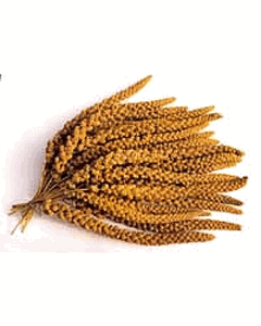 spray millet 5 lb