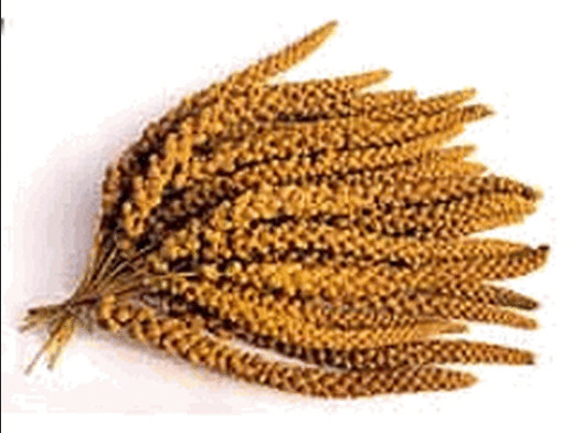 spray millet bulk