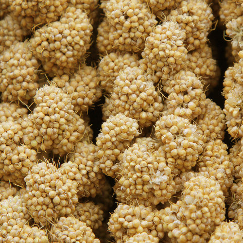 Higgins Spray Millet | The Bird Toy Store