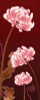 Dream Bamboo, Queen (Formerly Dream Orient)