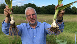 Giant Garlic - The big reveal Giant Garlic - The big reveal