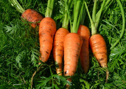 Organic Carrot Bambino - Gardener's Packet (800 Seeds)