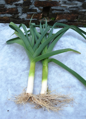 Organic Leek Autumn Mammoth 2 Hannibal - Gardener's Packet (350 Seeds)