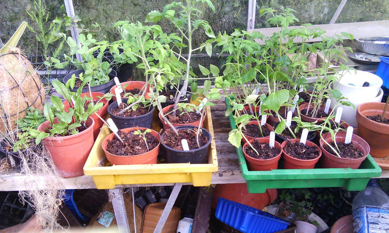 Wonderpost Organic Banana Tomatoes Growing in Grundisburgh thanks to Wonderpost soil improver