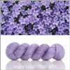 Campanula 'LUSTER' SPORT