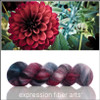 Crimson Mum 'GOSSAMER SILK' LACE