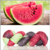 Pre-Order Watermelon Medley 'LUSTER' SPORT