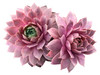 Sempervivum - March, 2022 Insider's Yarn Club