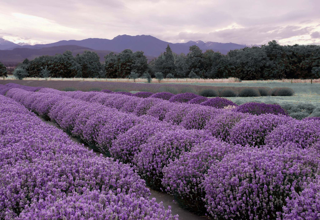 Lavender Landscape – June 2023 Insider's Yarn Club