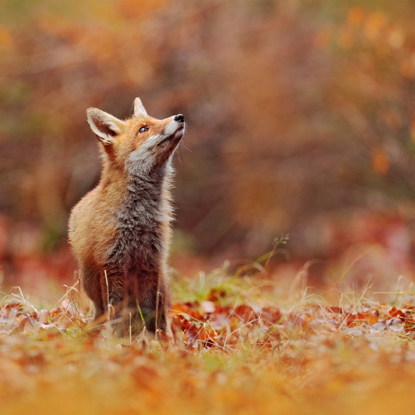 Ember Fox 'ALLURE' FINGERING - November 2025 Insider's Yarn Club Ember Fox 'ALLURE' FINGERING - November 2025 Insider's Yarn Club