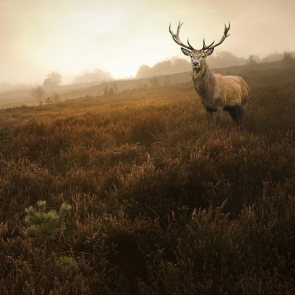 Pre-Order Guardian of the Glade 'ALLURE' FINGERING - November 2025 Insider's Yarn Club Pre-Order Guardian of the Glade 'ALLURE' FINGERING - November 2025 Insider's Yarn Club