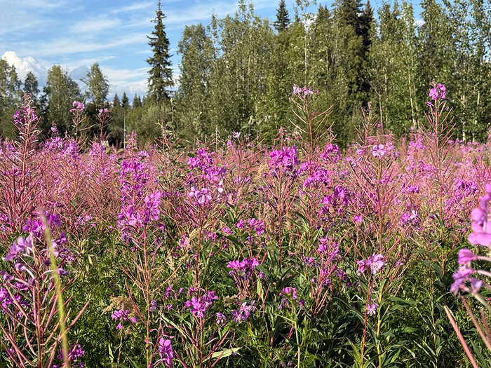 Fireweed 'PEARLESCENT' WORSTED