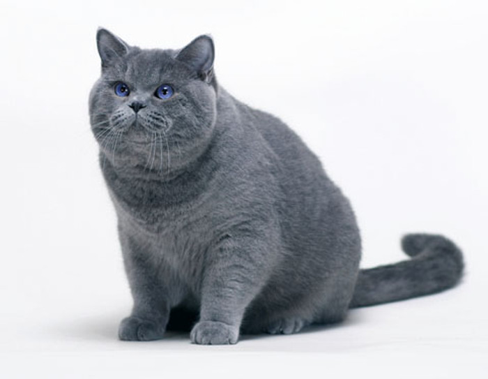 British Shorthair 'PEARLESCENT' WORSTED